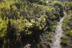 Leucadendron salignum