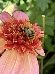 Bombus pascuorum