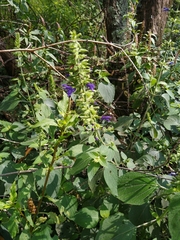 Salvia mexicana