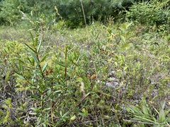 Kalmia polifolia