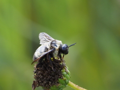 Bombus auricomus