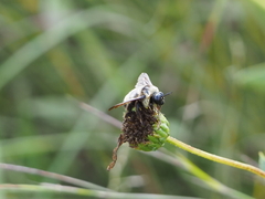 Bombus auricomus