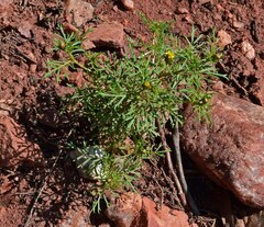 Dyssodia papposa