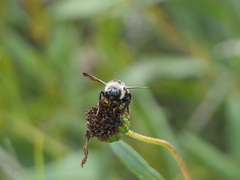 Bombus auricomus