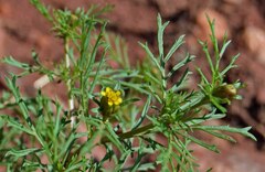 Dyssodia papposa