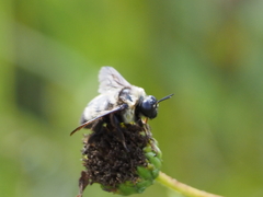 Bombus auricomus