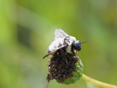 Bombus auricomus