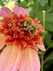 Bombus pascuorum