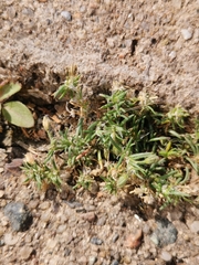 Spergularia rubra