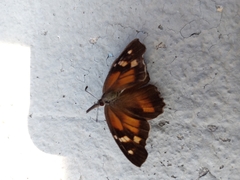 Libytheana carinenta mexicana