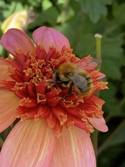 Bombus pascuorum