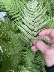 Dryopteris marginalis