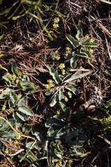Euphorbia tuberosa
