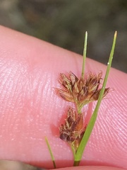 Rhynchospora capitellata