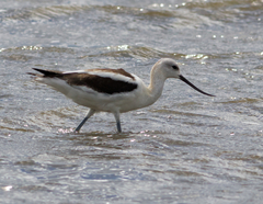 Recurvirostra americana