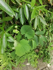 Viburnum odoratissimum