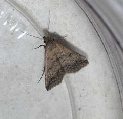 Bleptina caradrinalis