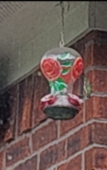 Archilochus colubris