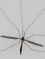 Tipula abdominalis