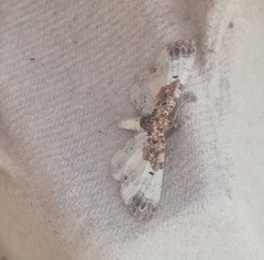 Eupithecia breviculata