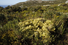 Leucadendron salignum