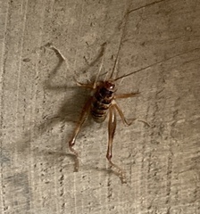 Gryllodes sigillatus