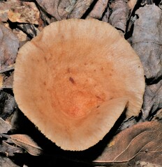 Russulaceae