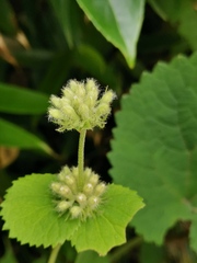 Phlomoides umbrosa
