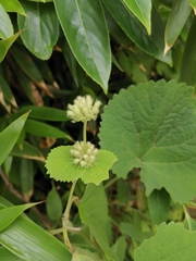 Phlomoides umbrosa
