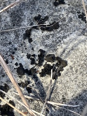 Lathagrium undulatum