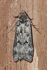 Anacampsis populella