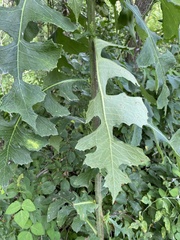 Lactuca biennis