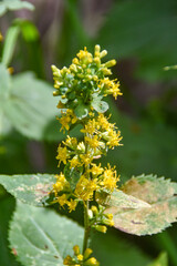 Solidago flexicaulis
