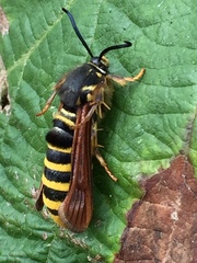 Pennisetia marginatum