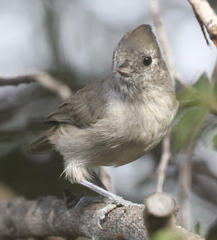Baeolophus inornatus