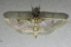 Apilocrocis pimalis