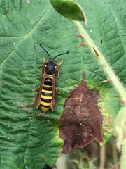 Pennisetia marginatum