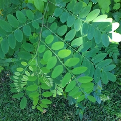 Robinia pseudoacacia