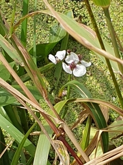 Sagittaria sagittifolia