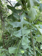 Lactuca biennis