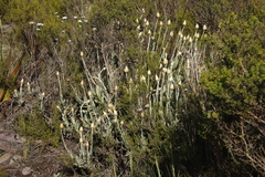 Syncarpha speciosissima