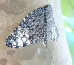Hamadryas feronia farinulenta