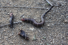 Lampropeltis californiae