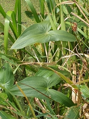 Sagittaria sagittifolia