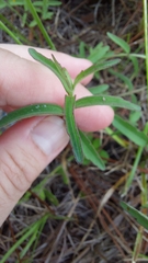 Eupatorium leucolepis