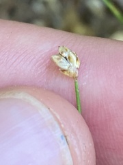 Eleocharis tuberculosa