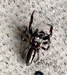 Eris militaris