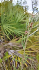 Eupatorium leucolepis