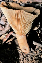 Russulaceae