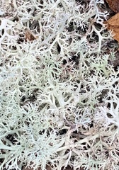 Cladonia rangiferina
